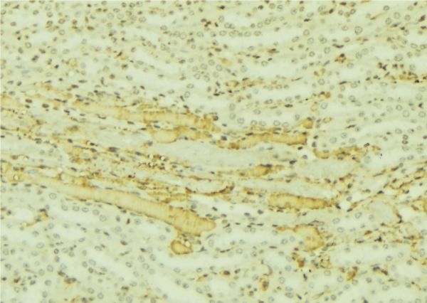 C10orf2 / PEO1 Antibody - 1:100 staining mouse kidney tissue by IHC-P. The sample was formaldehyde fixed and a heat mediated antigen retrieval step in citrate buffer was performed. The sample was then blocked and incubated with the antibody for 1.5 hours at 22°C. An HRP conjugated goat anti-rabbit antibody was used as the secondary.
