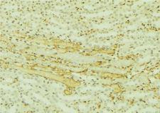 C10orf2 / PEO1 Antibody - 1:100 staining mouse kidney tissue by IHC-P. The sample was formaldehyde fixed and a heat mediated antigen retrieval step in citrate buffer was performed. The sample was then blocked and incubated with the antibody for 1.5 hours at 22°C. An HRP conjugated goat anti-rabbit antibody was used as the secondary.