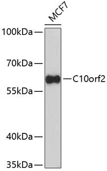C10orf2 / PEO1 Antibody - Western blot analysis of extracts of MCF-7 cells using C10orf2 Polyclonal Antibody at dilution of 1:1000.
