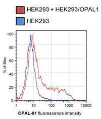C10orf26 / OPAL1 Antibody - Flow cytometry analysis of OPAL-transfected HEK293 cells using mouse monoclonal antibody OPAL1-01. 