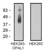 C10orf26 / OPAL1 Antibody - Western blotting analysis of OPAL1 in OPAL1-transfected HEK293 cells using mouse monoclonal antibody OPAL1-01.