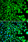 C10orf32 Antibody - Immunofluorescence analysis of MCF7 cells.