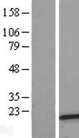 C10orf35 Protein - Western validation with an anti-DDK antibody * L: Control HEK293 lysate R: Over-expression lysate