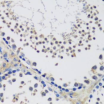 C10orf62 Antibody - Immunohistochemistry of paraffin-embedded Mouse testis using C10orf62 Polyclonal Antibody at dilution of 1:100 (40x lens).