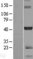 C10orf88 Protein - Western validation with an anti-DDK antibody * L: Control HEK293 lysate R: Over-expression lysate