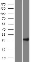 C10orf95 Protein - Western validation with an anti-DDK antibody * L: Control HEK293 lysate R: Over-expression lysate