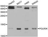 C11 / POLR3K Antibody - Western blot analysis of extracts of various cell lines.