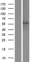 C11orf16 Protein - Western validation with an anti-DDK antibody * L: Control HEK293 lysate R: Over-expression lysate