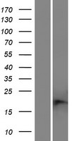 C11orf21 Protein - Western validation with an anti-DDK antibody * L: Control HEK293 lysate R: Over-expression lysate
