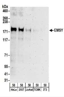 C11orf30 / EMSY Antibody - Detection of Human EMSY by Western Blot. Samples: Whole cell lysate (50 ug) from HeLa, 293T, Jurkat, mouse TCMK-1, and mouse NIH3T3 cells. Antibodies: Affinity purified rabbit anti-EMSY antibody used for WB at 0.1 ug/ml. Detection: Chemiluminescence with an exposure time of 3 minutes.