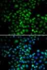 C11orf30 / EMSY Antibody - Immunofluorescence analysis of HeLa cells.