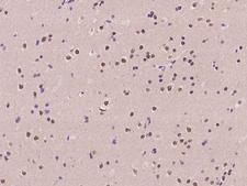 C11orf46 Antibody - Immunochemical staining of human ARL14EP in human brain with rabbit polyclonal antibody at 1:100 dilution, formalin-fixed paraffin embedded sections.