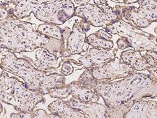 C11orf52 Antibody - Immunochemical staining of human C11orf52 in human placenta with rabbit polyclonal antibody at 1:100 dilution, formalin-fixed paraffin embedded sections.