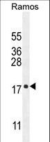 C11orf53 Antibody - C11orf53 Antibody western blot of Ramos cell line lysates (35 ug/lane). The C11orf53 antibody detected the C11orf53 protein (arrow).