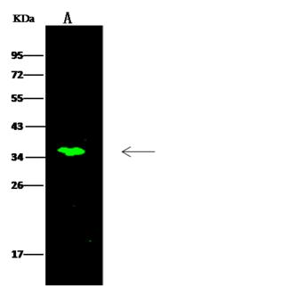 C11orf57 Antibody - Anti-C11orf57 rabbit polyclonal antibody at 1:500 dilution. Lane A: U251MG Whole Cell Lysate. Lysates/proteins at 30 ug per lane. Secondary: Goat Anti-Rabbit IgG H&L (Dylight 800) at 1/10000 dilution. Developed using the Odyssey technique. Performed under reducing conditions. Predicted band size: 34 kDa. Observed band size: 34 kDa.