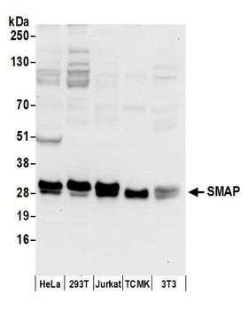 C11orf58 Antibody - Detection of human and mouse SMAP by western blot. Samples: Whole cell lysate (50 µg) from HeLa, HEK293T, Jurkat, mouse TCMK-1, and mouse NIH 3T3 cells prepared using NETN lysis buffer. Antibodies: Affinity purified rabbit anti-SMAP antibody used for WB at 0.1 µg/ml. Detection: Chemiluminescence with an exposure time of 10 seconds.