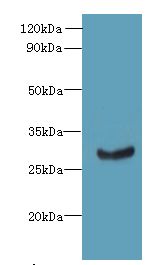C11orf68 Antibody - Western blot. All lanes: C11orf68 antibody at 3 ug/ml+ Mouse liver tissue Goat polyclonal to rabbit at 1:10000 dilution. Predicted band size: 27 kDa. Observed band size: 27 kDa.