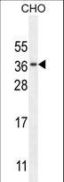 C11orf73 Antibody - CK073 Antibody western blot of CHO cell line lysates (35 ug/lane). The CK073 antibody detected the CK073 protein (arrow).