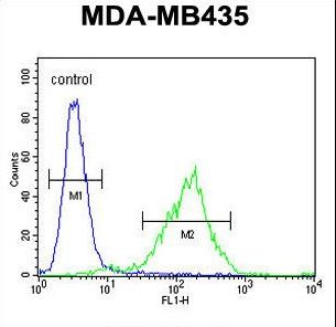 C11orf73 Antibody - CK073 Antibody flow cytometry of MDA-MB435 cells (right histogram) compared to a negative control cell (left histogram). FITC-conjugated goat-anti-rabbit secondary antibodies were used for the analysis.