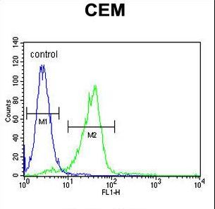 C11orf74 Antibody - C11orf74 Antibody flow cytometry of CEM cells (right histogram) compared to a negative control cell (left histogram). FITC-conjugated goat-anti-rabbit secondary antibodies were used for the analysis.