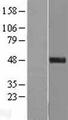 C11orf84 Protein - Western validation with an anti-DDK antibody * L: Control HEK293 lysate R: Over-expression lysate