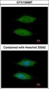 C11orf85 Antibody - Immunofluorescence of methanol-fixed HeLa using LOC283129 antibody at 1:200 dilution.