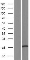 C11orf86 Protein - Western validation with an anti-DDK antibody * L: Control HEK293 lysate R: Over-expression lysate