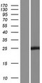 C11orf88 Protein - Western validation with an anti-DDK antibody * L: Control HEK293 lysate R: Over-expression lysate