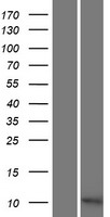 C11orf94 Protein - Western validation with an anti-DDK antibody * L: Control HEK293 lysate R: Over-expression lysate