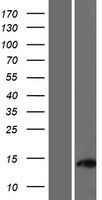 C11orf96 Protein - Western validation with an anti-DDK antibody * L: Control HEK293 lysate R: Over-expression lysate