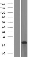 C11orf97 Protein - Western validation with an anti-DDK antibody * L: Control HEK293 lysate R: Over-expression lysate