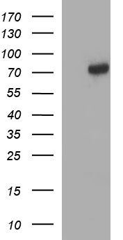C12orf26 Antibody - HEK293T cells were transfected with the pCMV6-ENTRY control (Left lane) or pCMV6-ENTRY C12orf26 (Right lane) cDNA for 48 hrs and lysed. Equivalent amounts of cell lysates (5 ug per lane) were separated by SDS-PAGE and immunoblotted with anti-C12orf26.