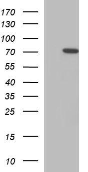 C12orf26 Antibody - HEK293T cells were transfected with the pCMV6-ENTRY control (Left lane) or pCMV6-ENTRY C12orf26 (Right lane) cDNA for 48 hrs and lysed. Equivalent amounts of cell lysates (5 ug per lane) were separated by SDS-PAGE and immunoblotted with anti-C12orf26.