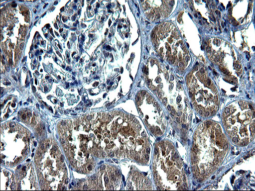 C12orf26 Antibody - IHC of paraffin-embedded Human Kidney tissue using anti-C12orf26 mouse monoclonal antibody. (Heat-induced epitope retrieval by 1 mM EDTA in 10mM Tris, pH8.5, 120°C for 3min).
