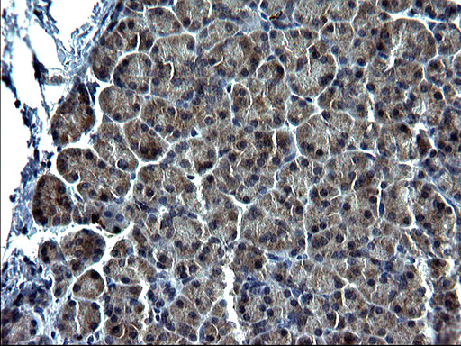 C12orf26 Antibody - IHC of paraffin-embedded Human pancreas tissue using anti-C12orf26 mouse monoclonal antibody. (Heat-induced epitope retrieval by 1 mM EDTA in 10mM Tris, pH8.5, 120°C for 3min).