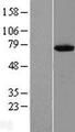 C12orf26 Protein - Western validation with an anti-DDK antibody * L: Control HEK293 lysate R: Over-expression lysate