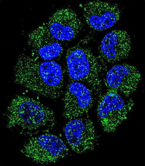 C12orf29 Antibody - Confocal immunofluorescence of CL029 Antibody with NCI-H460 cell followed by Alexa Fluor 488-conjugated goat anti-rabbit lgG (green). DAPI was used to stain the cell nuclear (blue).