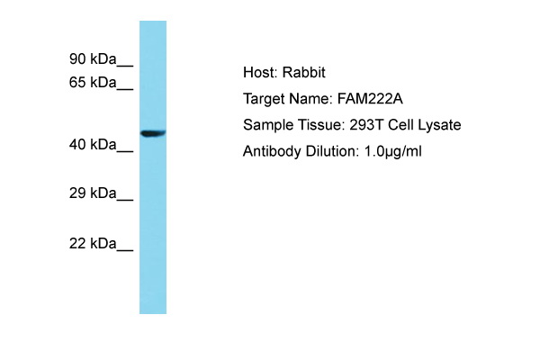 C12orf34 Antibody -  This image was taken for the unconjugated form of this product. Other forms have not been tested.