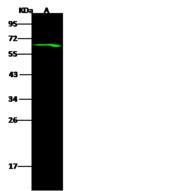 C12orf4 Antibody - Anti-C12PRF4 rabbit polyclonal antibody at 1:500 dilution. Lane A: HeLa Whole Cell Lysate. Lysates/proteins at 30 ug per lane. Secondary: Goat Anti-Rabbit IgG H&L (Dylight 800) at 1/10000 dilution. Developed using the Odyssey technique. Performed under reducing conditions. Predicted band size: 64 kDa. Observed band size: 64 kDa.