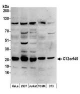 C12orf45 Antibody - Detection of human and mouse C12orf45 by western blot. Samples: Whole cell lysate (50 µg) from HeLa, HEK293T, Jurkat, mouse TCMK-1, and mouse NIH 3T3 cells prepared using NETN lysis buffer. Antibodies: Affinity purified rabbit anti-C12orf45 antibody used for WB at 0.1 µg/ml. Detection: Chemiluminescence with an exposure time of 3 minutes.