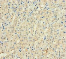 C12orf49 Antibody - Immunohistochemistry of paraffin-embedded human adrenal gland tissue using C12orf49 Antibody at dilution of 1:100