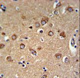 C12orf53 Antibody - C12orf53 Antibody IHC of formalin-fixed and paraffin-embedded human brain tissue followed by peroxidase-conjugated secondary antibody and DAB staining.