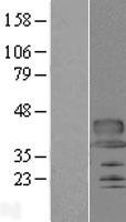 C12orf53 Protein - Western validation with an anti-DDK antibody * L: Control HEK293 lysate R: Over-expression lysate