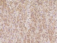 C12orf57 Antibody - Immunochemical staining of human C12orf57 in human adrenal gland with rabbit polyclonal antibody at 1:100 dilution, formalin-fixed paraffin embedded sections.