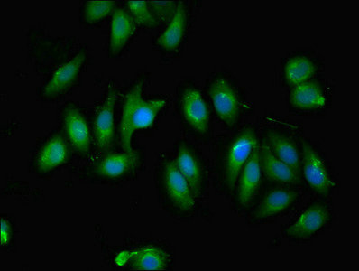 C12orf60 Antibody - Immunofluorescent analysis of A549 cells using C12orf60 Antibody at dilution of 1:100 and Alexa Fluor 488-congugated AffiniPure Goat Anti-Rabbit IgG(H+L)