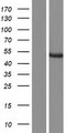 C12orf66 Protein - Western validation with an anti-DDK antibody * L: Control HEK293 lysate R: Over-expression lysate