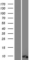 C12orf73 Protein - Western validation with an anti-DDK antibody * L: Control HEK293 lysate R: Over-expression lysate