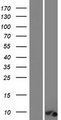 C12orf73 Protein - Western validation with an anti-DDK antibody * L: Control HEK293 lysate R: Over-expression lysate