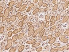 C13orf34 / BORA Antibody - Immunochemical staining of human BORA in human kidney with rabbit polyclonal antibody at 1:100 dilution, formalin-fixed paraffin embedded sections.