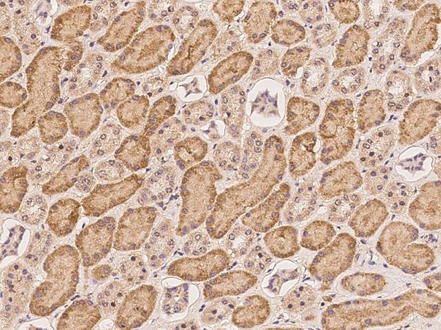 C13orf34 / BORA Antibody - Immunochemical staining of human BORA in human kidney with rabbit polyclonal antibody at 1:100 dilution, formalin-fixed paraffin embedded sections.